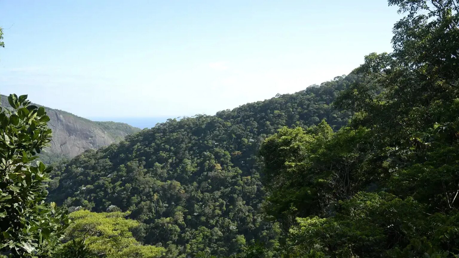 Restauro florestal pode render US 100 bi por ano a.jpg