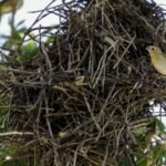 Brasil realiza mutirão para acelerar implementação do Código Florestal 3 brasil-realiza-mutirao-nacional-acelerar-implementacao-codigo-florestal-cop30-fernando-frazao-agencia-brasil-tvt-news