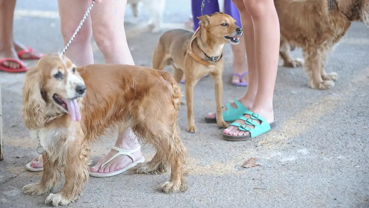 Cade aprova fusao entre Petz e Cobasi com restricoes.jpg