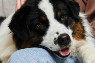 Projeto aprovado na Alesp libera sepultamento de caes e gatos.jpg