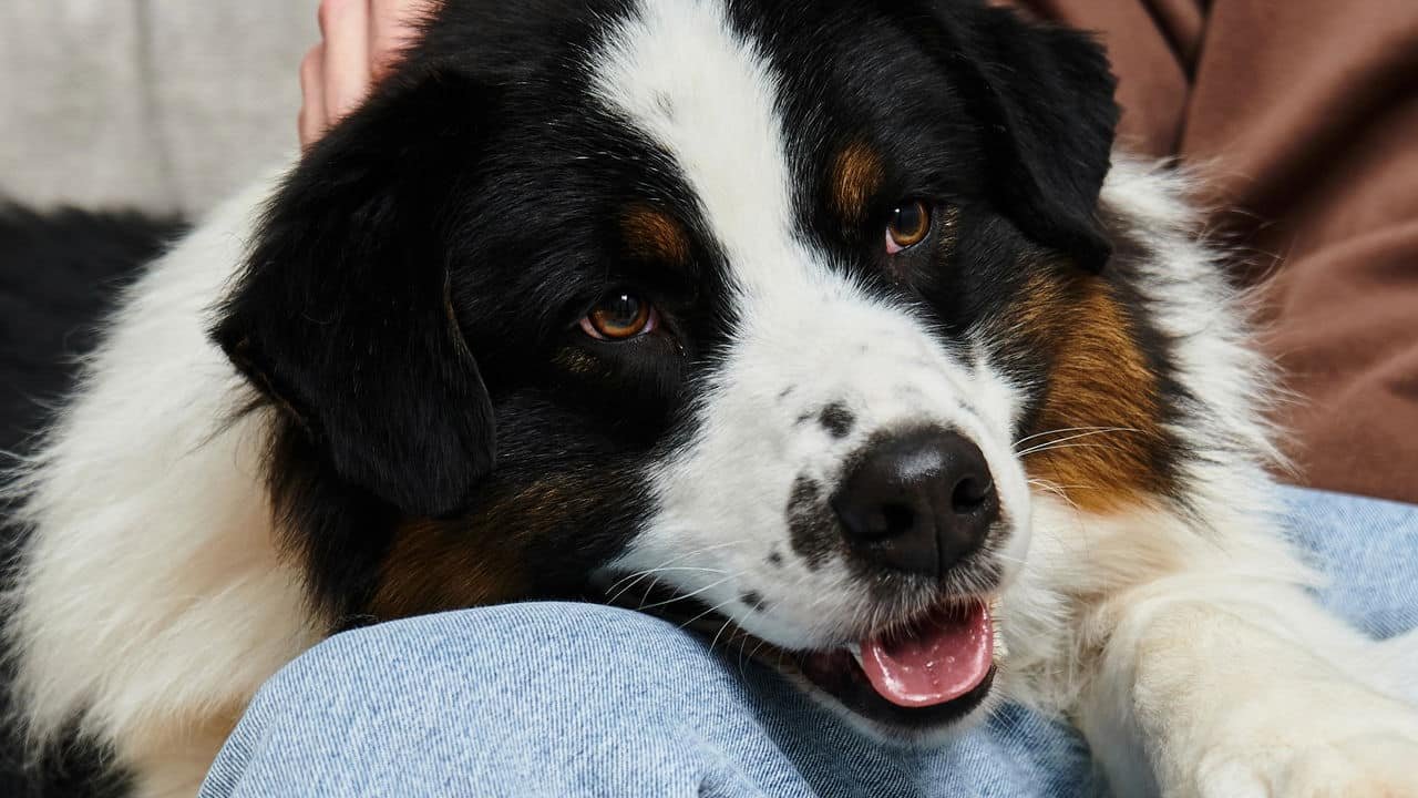 Projeto aprovado na Alesp libera sepultamento de caes e gatos.jpg