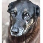 Adolescentes suspeitos de matar o cao Orelha voltam ao Brasil.jpg