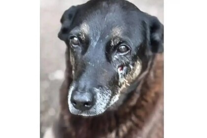 Adolescentes suspeitos de matar o cão Orelha voltam ao Brasil 6 Adolescentes suspeitos de matar o cao Orelha voltam ao Brasil.jpg