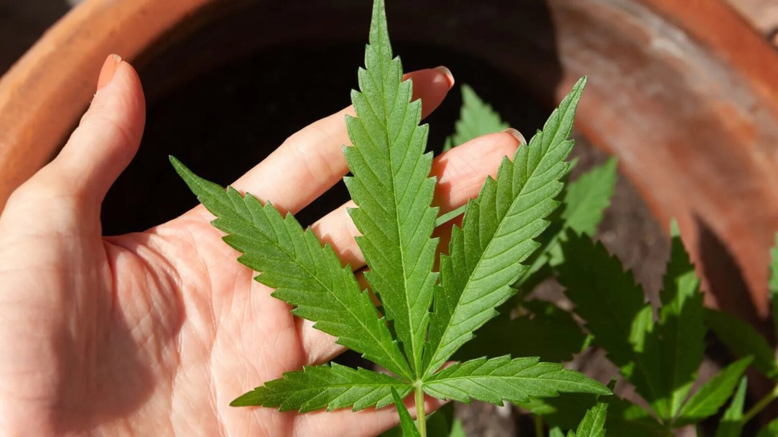 Anvisa discute regras para a producao no pais.jpg