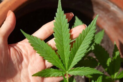 Anvisa discute regras para a producao no pais.jpg