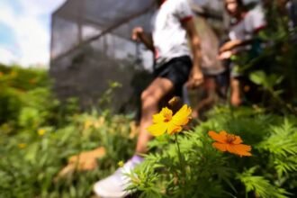 Dia da Educação Ambiental destaca iniciativas de conscientização 7 dia-da-educacao-ambiental-destaca-iniciativas-de-conscientizacao-educacao-ambiental-e-ponte-entre-o-que-a-gente-quer-fazer-e-o-que-vai-acontecer-foto-marcelo-camargo-agencia-brasil-tvt-news