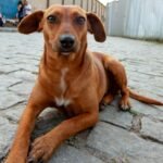 O-que-e-um-cao-comunitario-Entenda-e-saiba-como-ajudar-ONGs-de-protecao-animal-agencia-sp-reproducao-tvt-news