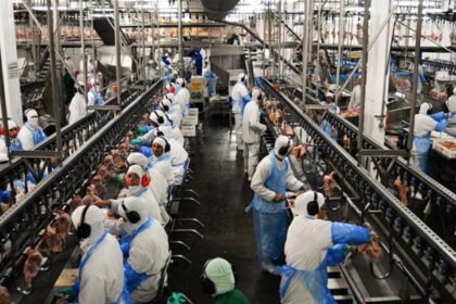 vietna-habilita-mais-quatro-frigorificos-brasileiros-para-exportar-carne-bovina-mercado-vietnamita-de-carne-bovina-foi-aberto-em-2025-foto-agencia-senado-tvt-news