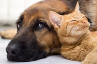 Sao Paulo sanciona lei que permite enterrar pets em jazigos.jpg