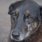 caso-orelha-policia-pede-internacao-de-adolescente-envolvido-no-crime-orelha-sofreu-uma-pancada-contundente-na-cabeca-que-pode-ter-sido-um-chute-ou-algum-objeto-rigido-foto-pc-sc-tvt-news