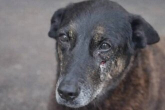 caso-orelha-policia-pede-internacao-de-adolescente-envolvido-no-crime-orelha-sofreu-uma-pancada-contundente-na-cabeca-que-pode-ter-sido-um-chute-ou-algum-objeto-rigido-foto-pc-sc-tvt-news