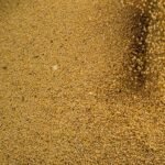 Agro cresce 11,7%, impulsiona PIB e ganha participação na economia 3 agro-cresce-11-7-impulsiona-pib-e-ganha-participacao-na-economia-producao-de-soja-cresceu-14-6-foto-cna-wenderson-araujo-tvt-news